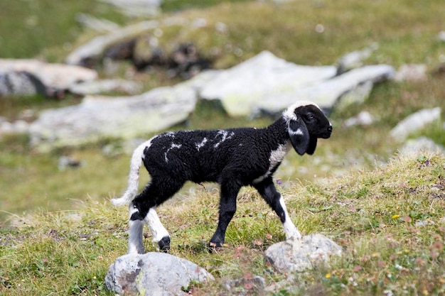 Cordero en una pradera Parque Nacional Hohe Tauern Austria