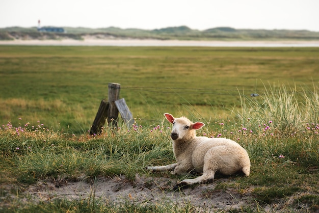 Cordero sentado en el césped en la reserva natural de la isla Sylt