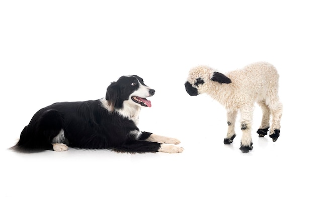 Cordero Valais Blacknose y border collie