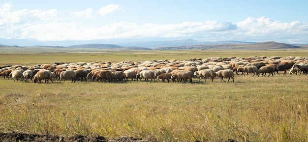 Corderos en un campo de hierba Animales