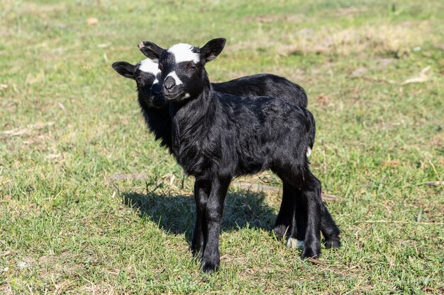 Corderos negros en un campo