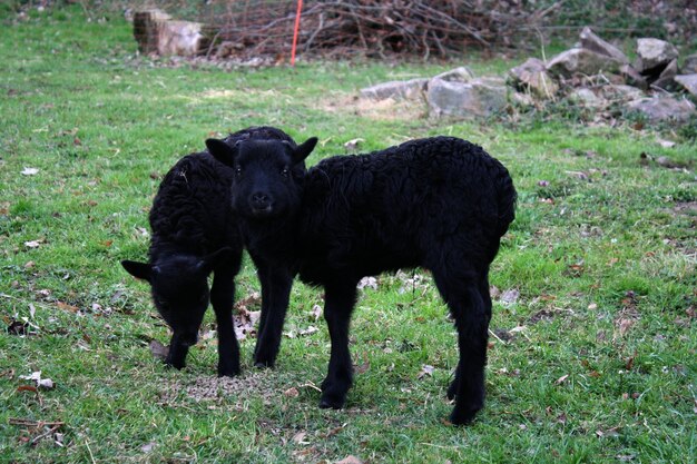 Foto los corderos de pie en el campo de hierba