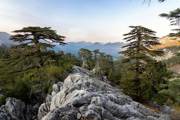 Cordilheira nas montanhas Taurus cedros libaneses nas encostas das montanhas ao pôr do sol Panoramas da trilha Lícia na Turquia