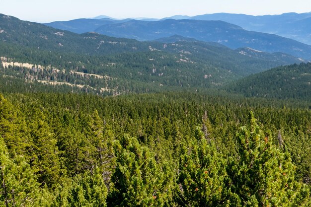 una cordillera con árboles y montañas en el fondo