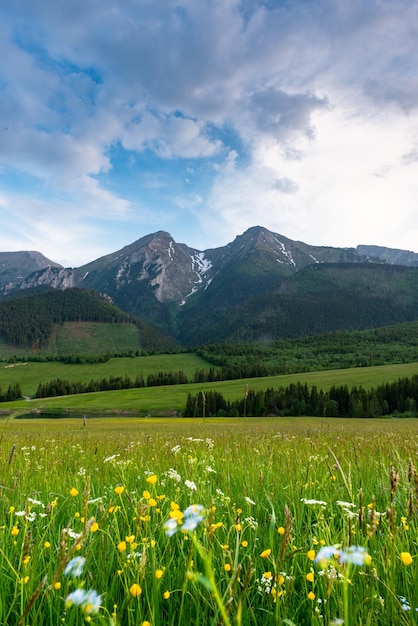 Cordillera Belianske Tatras en Eslovaquia y Summer Blooming Meadow