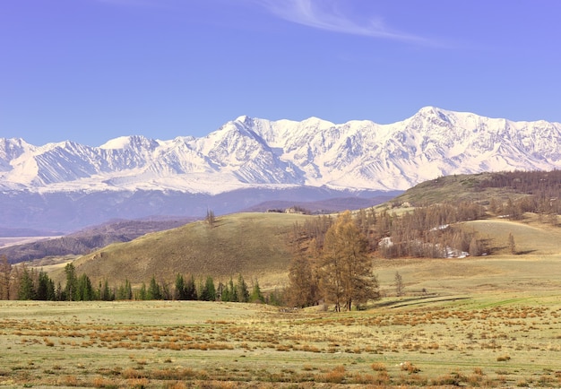 La cordillera NorthChui en las montañas de Altai Valle verde en las montañas de nieve de la estepa de Kurai