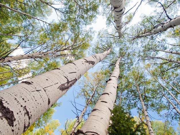 En la cordillera de san juan de las Montañas Rocosas de Colorado, el otoño convierte a los álamos en un amarillo dorado que contrasta con sus troncos blancos.