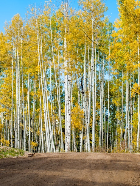 En la cordillera de san juan de las Montañas Rocosas de Colorado, el otoño convierte a los álamos en un amarillo dorado que contrasta con sus troncos blancos.