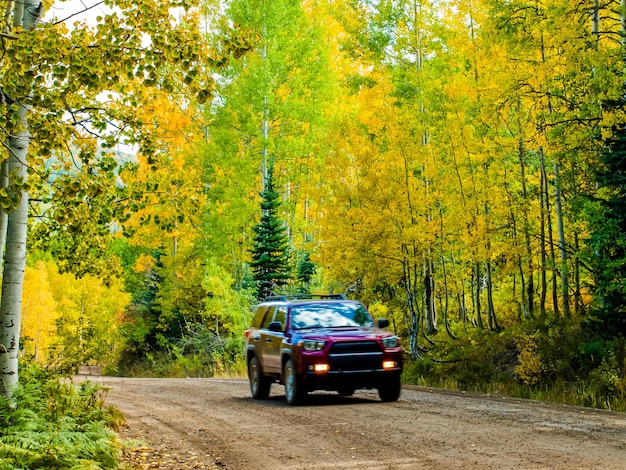 En la cordillera de san juan de las Montañas Rocosas de Colorado, el otoño convierte a los álamos en un amarillo dorado que contrasta con sus troncos blancos.