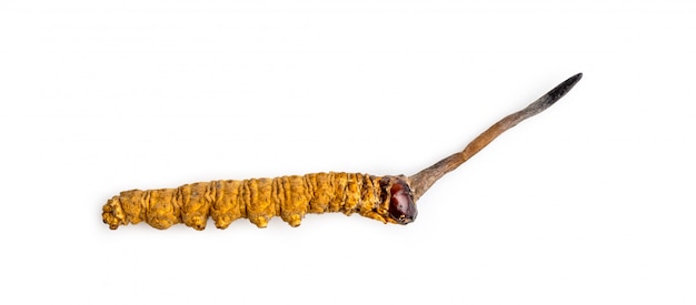 Cordycepe sinensis o hongo cordyceps esta es una hierba