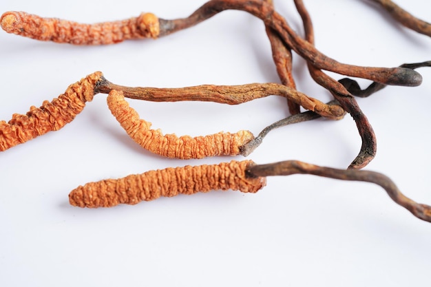 Cordyceps sinensis ou Ophiocordyceps sinensis isolado em tratamento de erva de cogumelo de fundo branco.