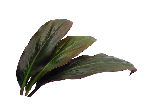 Cordyline fruticosa hojas u hojas de hanjuang sobre fondo blanco.