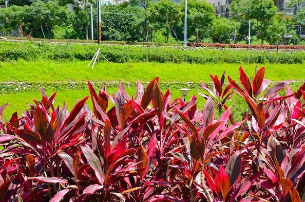 Cordyline fruticosa en el parque