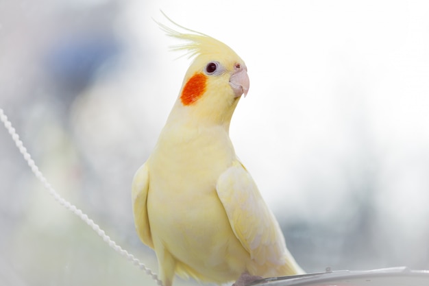 Corella papagaio amarelo na luz