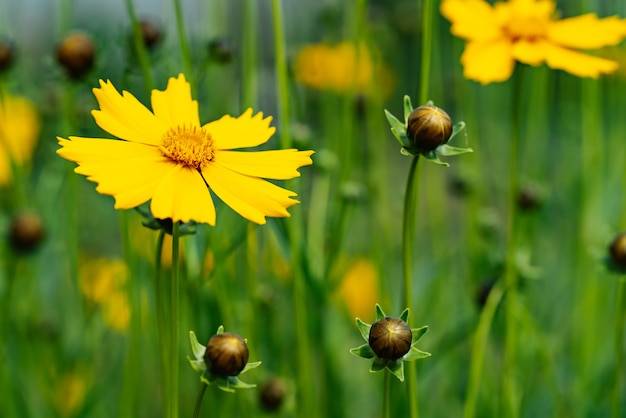 Coreopsis blüht in einem Garten an einem sonnigen Tag