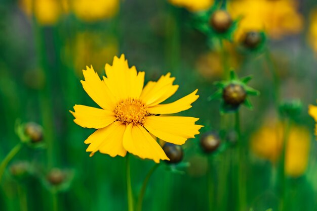 Coreopsis blüht in einem Garten an einem sonnigen Tag