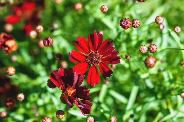 Coreopsis Dwarf Rote Blumen im Garten, Nahaufnahme