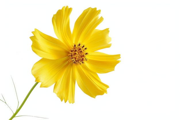 Coreopsis foto em fundo isolado branco ar 32 v 6 Job ID e9244e5efe8d4036bf18f5685024115f