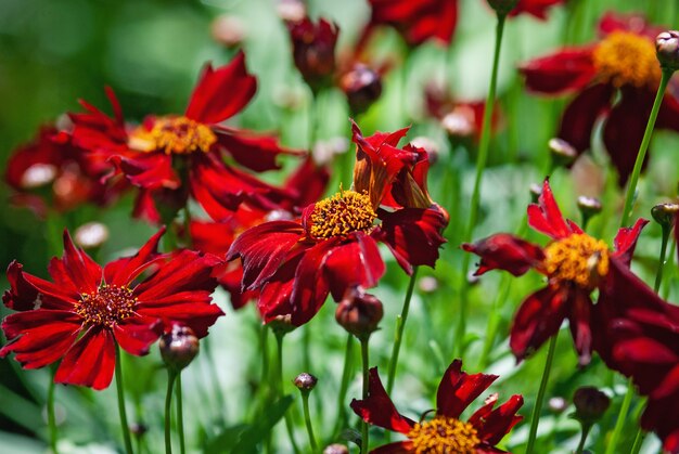 Coreopsis Red Satin (Tickseed) flores closeup