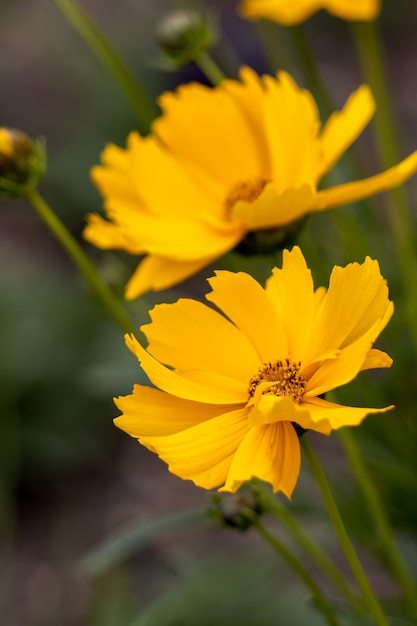 Coreopsis tickseed asteraceae compositae grandiflora Badengold floração em um jardim inglês