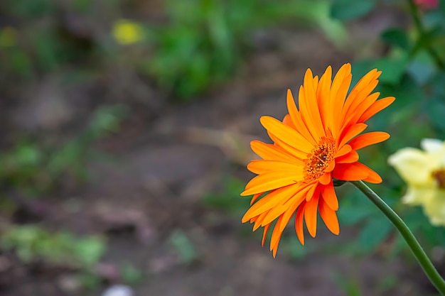 Cores alaranjadas da flor ou do Zinnia Bright no jardim.