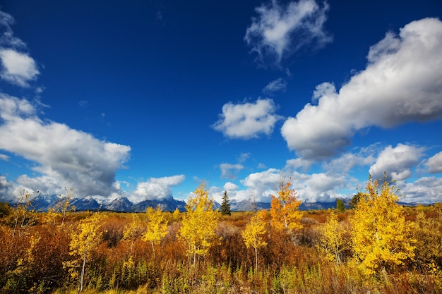 Cores brilhantes do outono no Parque Nacional de Grand Teton, Wyoming, EUA