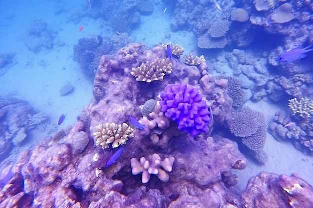 Foto cores brilhantes e formas naturais do recife de coral e seus habitantes no mar vermelho.