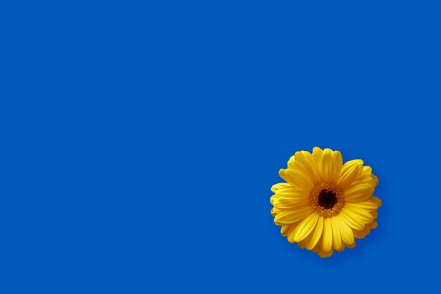Cores da bandeira da Ucrânia Flor amarela no fundo azul Ajuda
