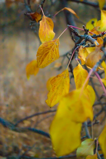 Cores das folhas de outono com lindo bokeh em foco local