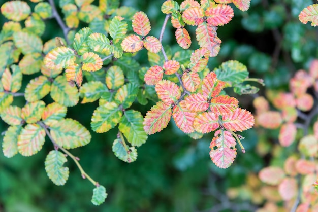 Cores de outono em uma árvore no Parque Nacional Tierra del Fuego Argentina