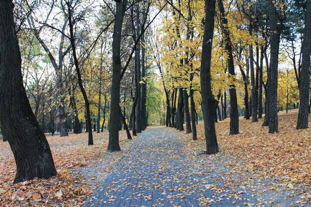 Cores divertidas de outono da trilha de outono com folhas caídas em um parque da cidade