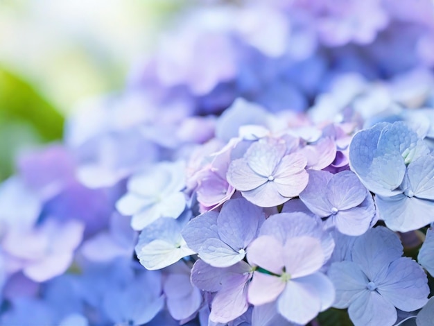 Cores pastel azul claro e violeta criam um delicado fundo floral Flores de hortênsia