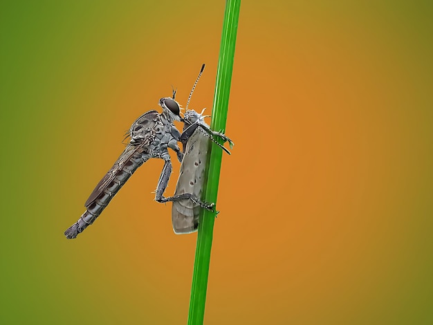 Foto cores predador olhando para a câmera lindo não pessoas asa inseto biologia fotógrafo japonês