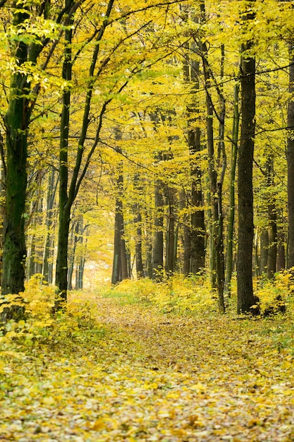 Cores vermelhas e coloridas de outono na floresta