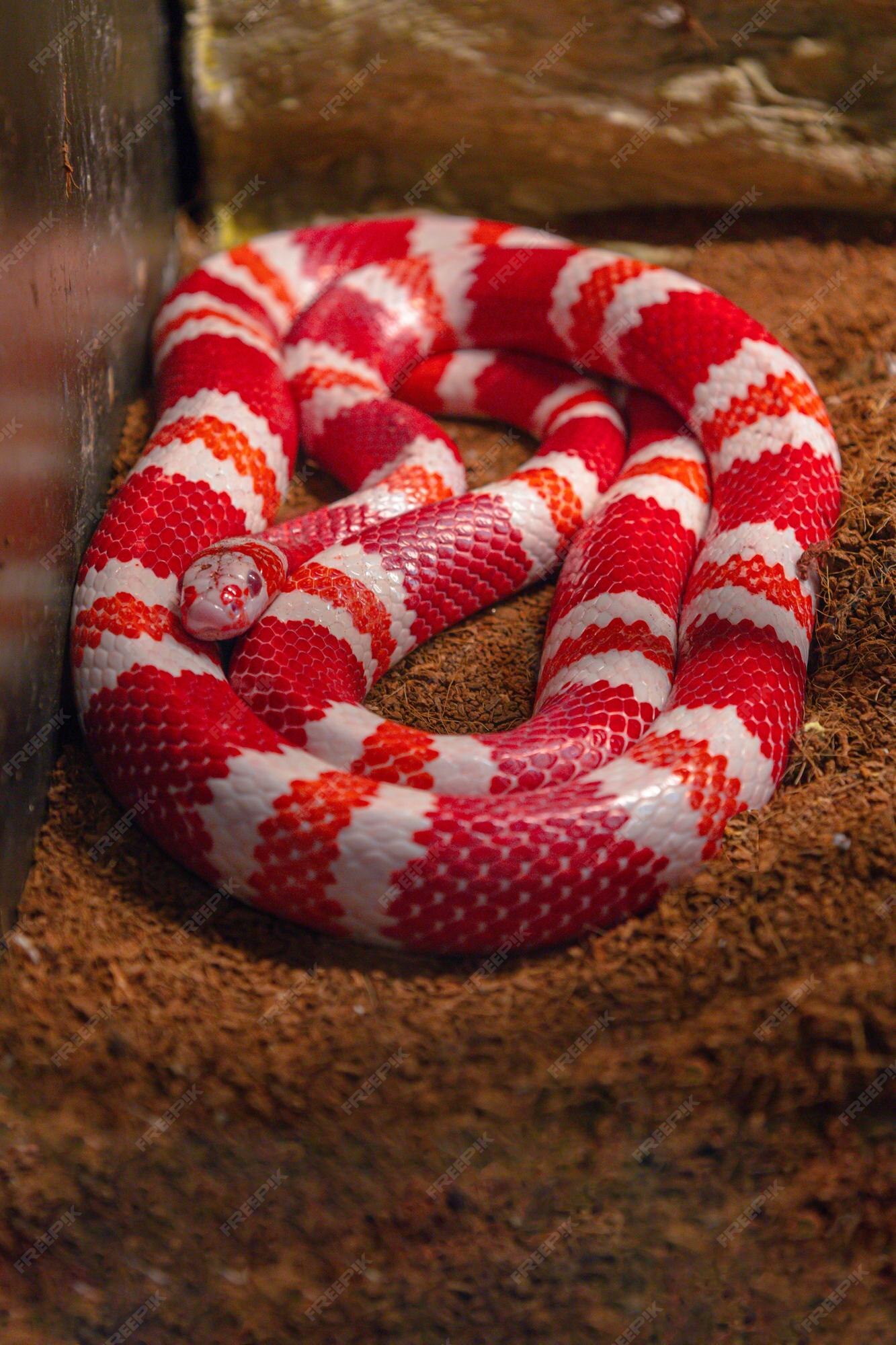 Cores vibrantes de répteis serpente brilhante deslizando à luz do