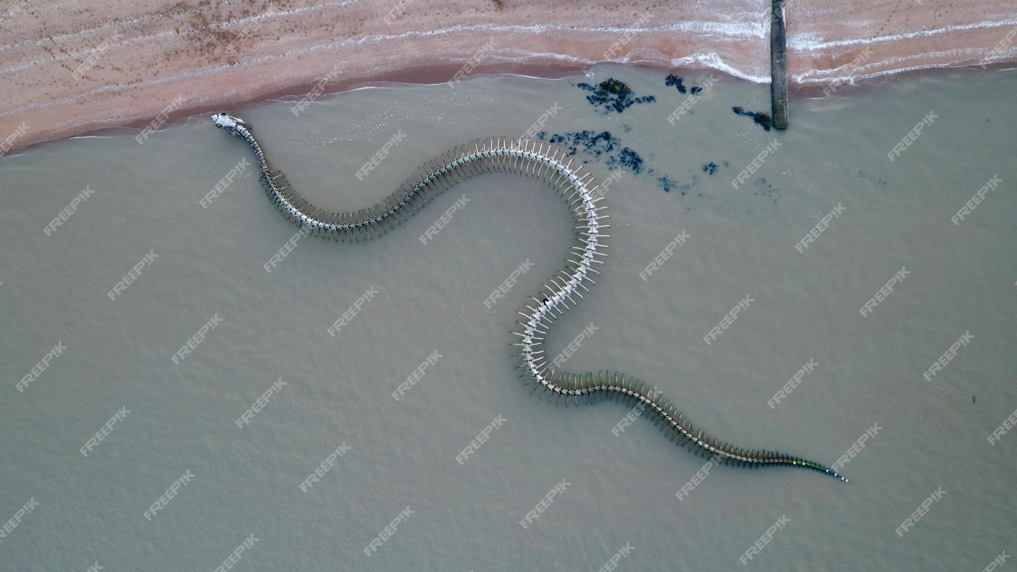 Cores vibrantes de répteis serpente brilhante deslizando à luz do