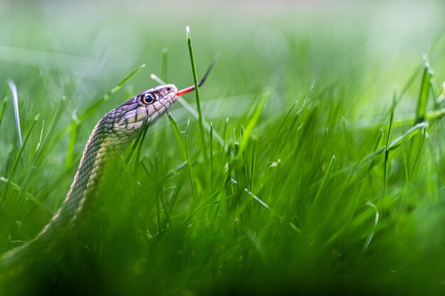 Cores vibrantes de répteis serpente brilhante deslizando à luz do