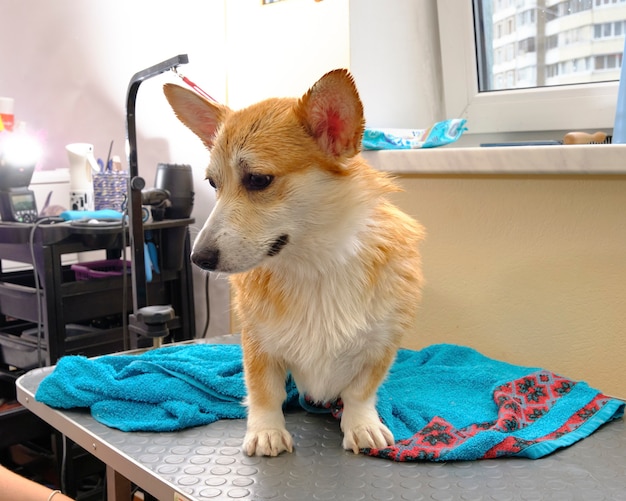 Corgi auf dem Pflegetisch Nahaufnahme neben einem nassen Handtuch.