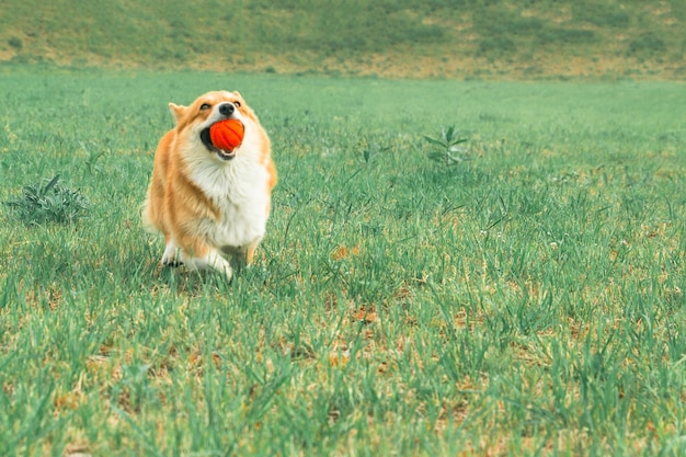 Corgi com uma bola na boca correndo no gramado