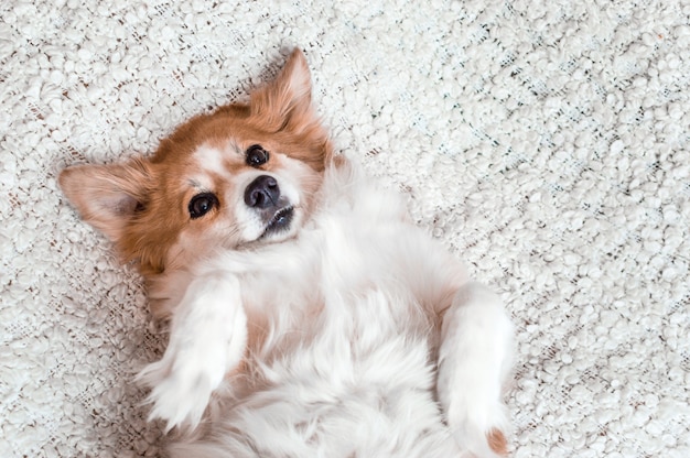 Corgi deita na cama de costas e descansa