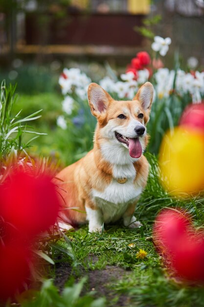 Corgi em flores da primavera