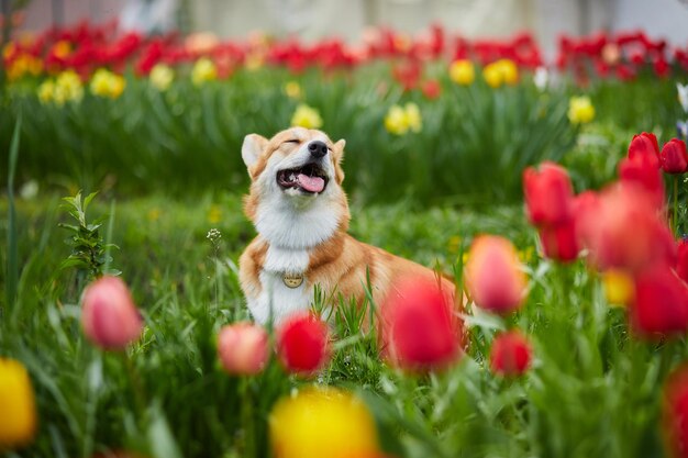 Corgi em flores da primavera