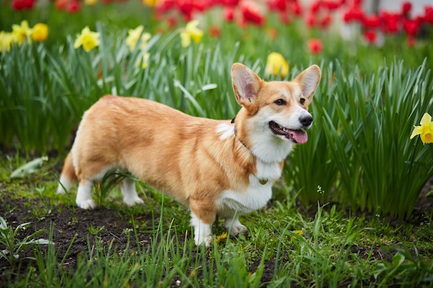 Corgi em flores da primavera