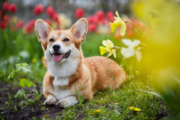 Corgi em flores da primavera