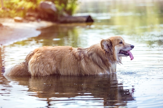 Corgi flauschige Spaziergänge im Wasser