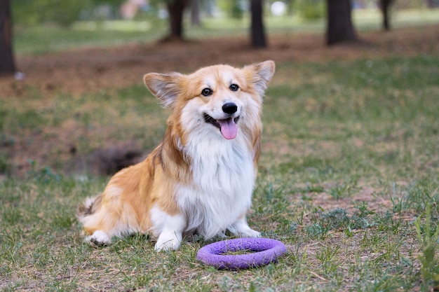 Corgi flauschiges Porträt