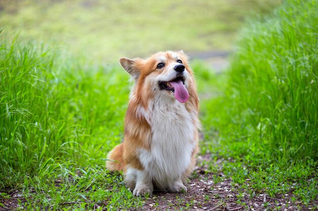 Corgi flauschiges Porträt