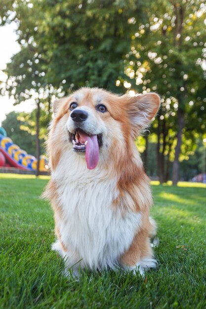 Corgi flauschiges Porträt