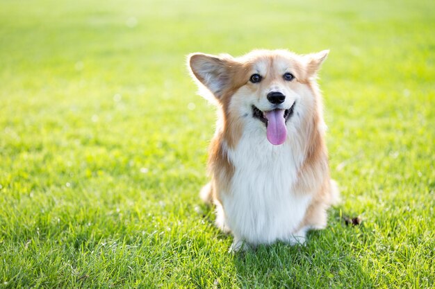 Corgi flauschiges Porträt