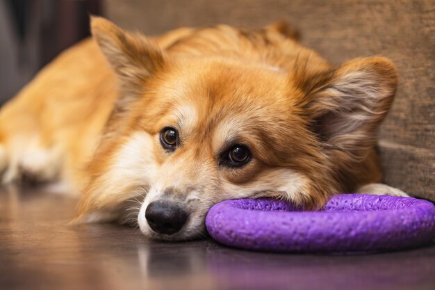 Corgi flauschiges Porträt